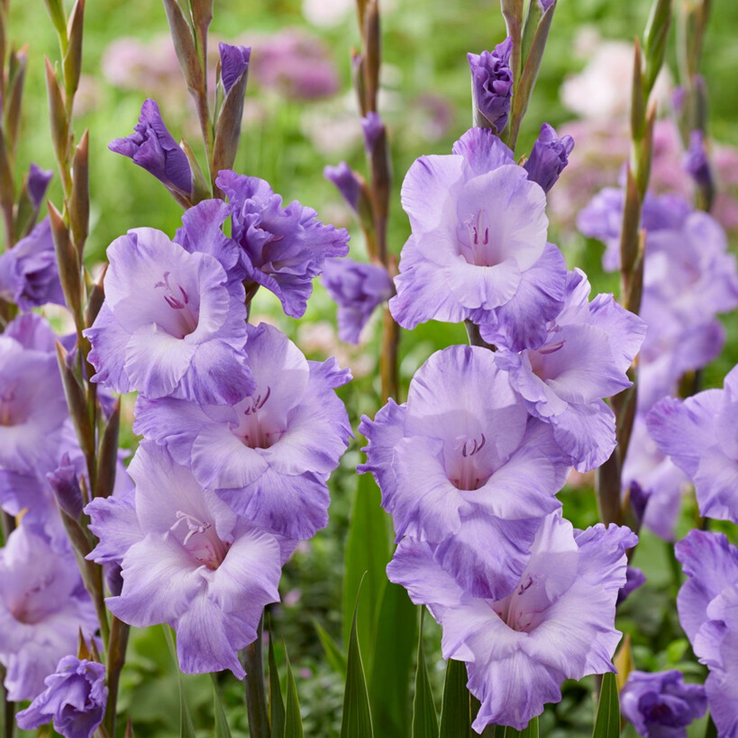 Gladiolus Bulbs Bulk industry insight
