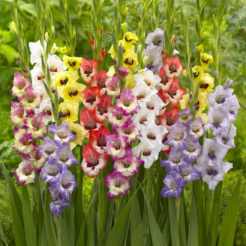 Gladiolus Bulbs Online