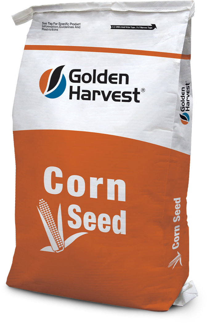 Golden Harvest Seeds