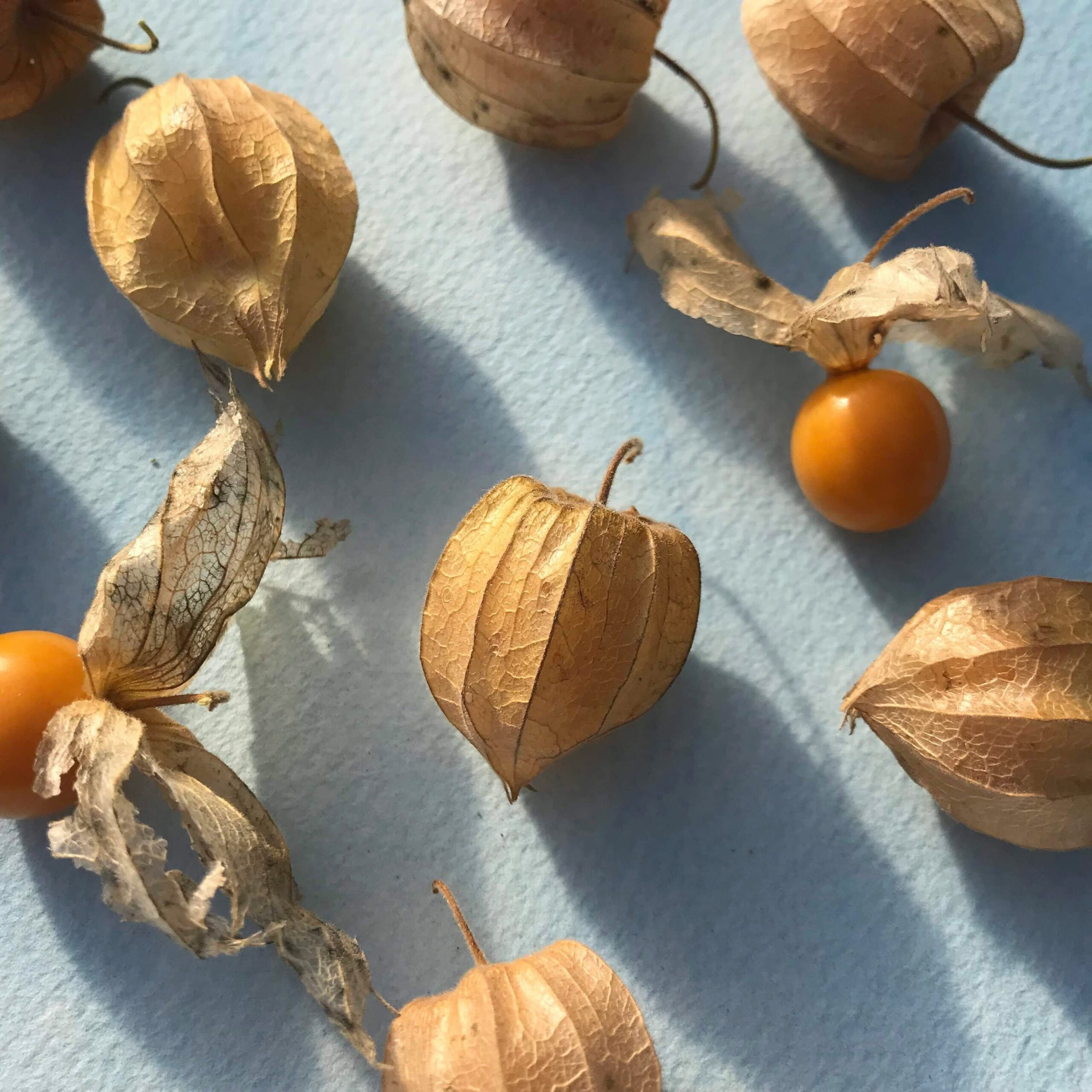 Gooseberry Seeds industry insight