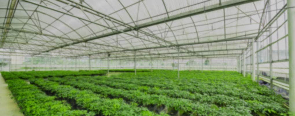 Greenhouse Supplies: Year-Round Growth Solutions