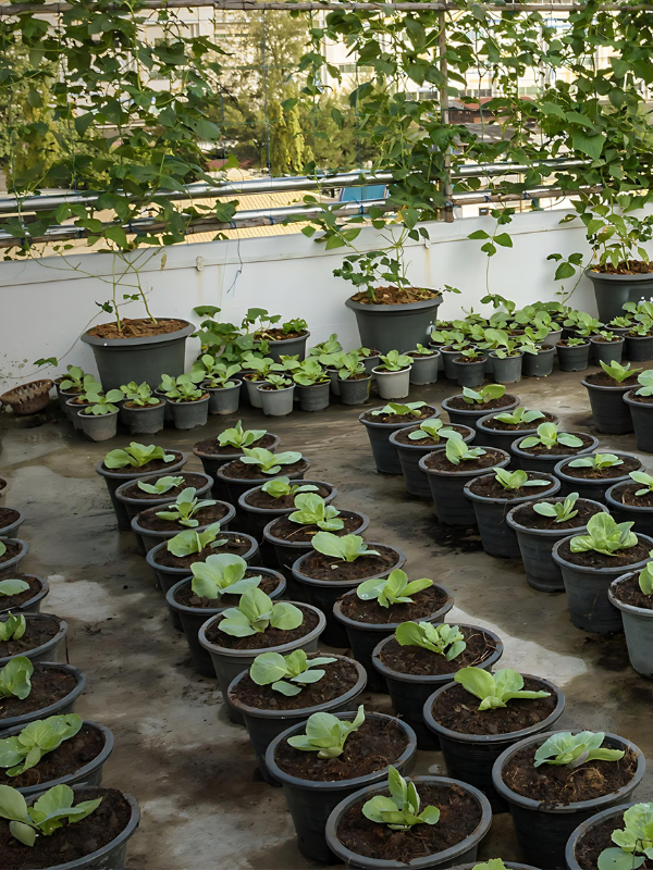 Grow Room Nursery Pots and Containers