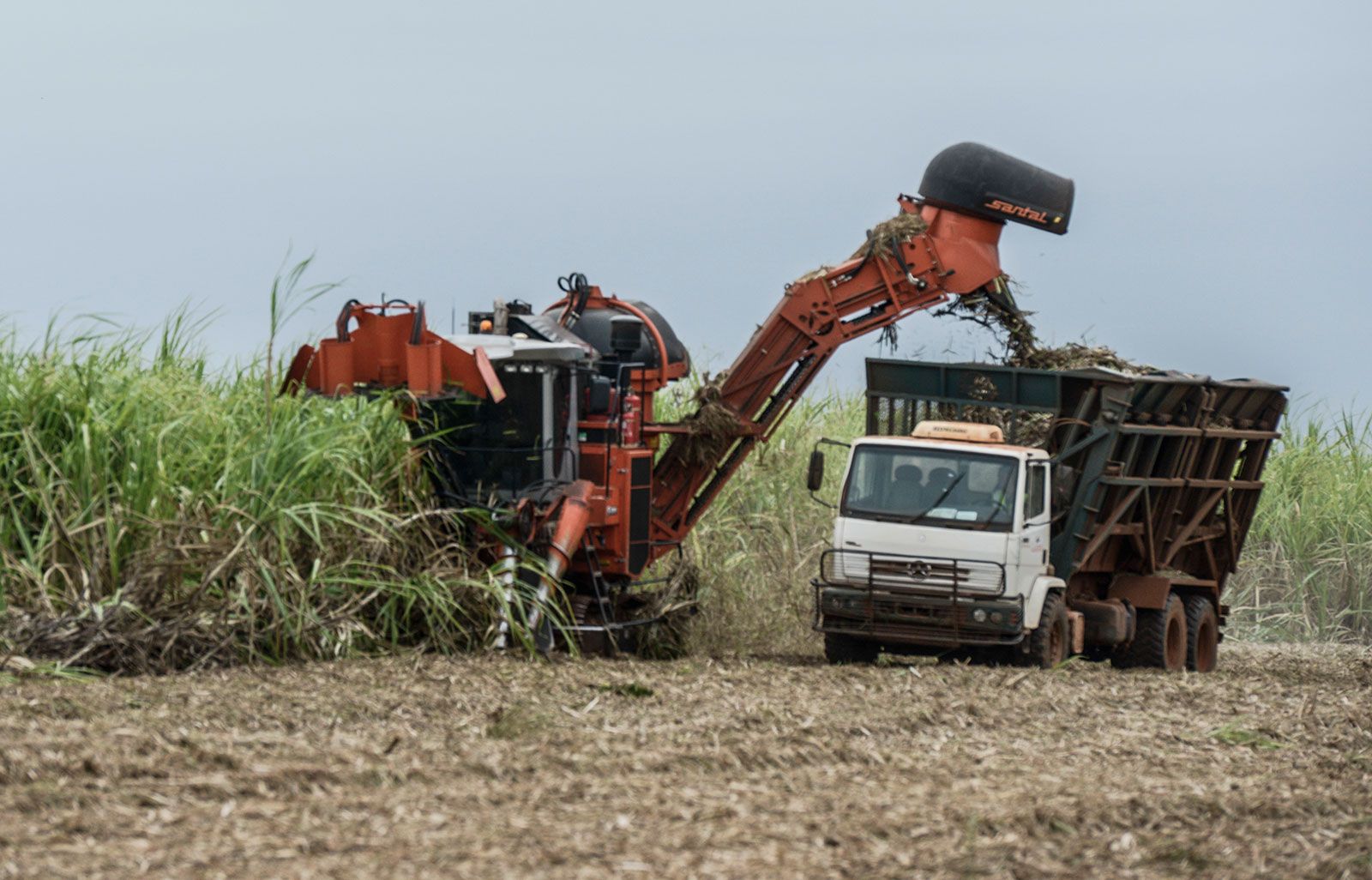 harvesting sugarcane