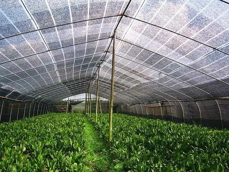 HDPE Shade Net for Greenhouse Agriculture