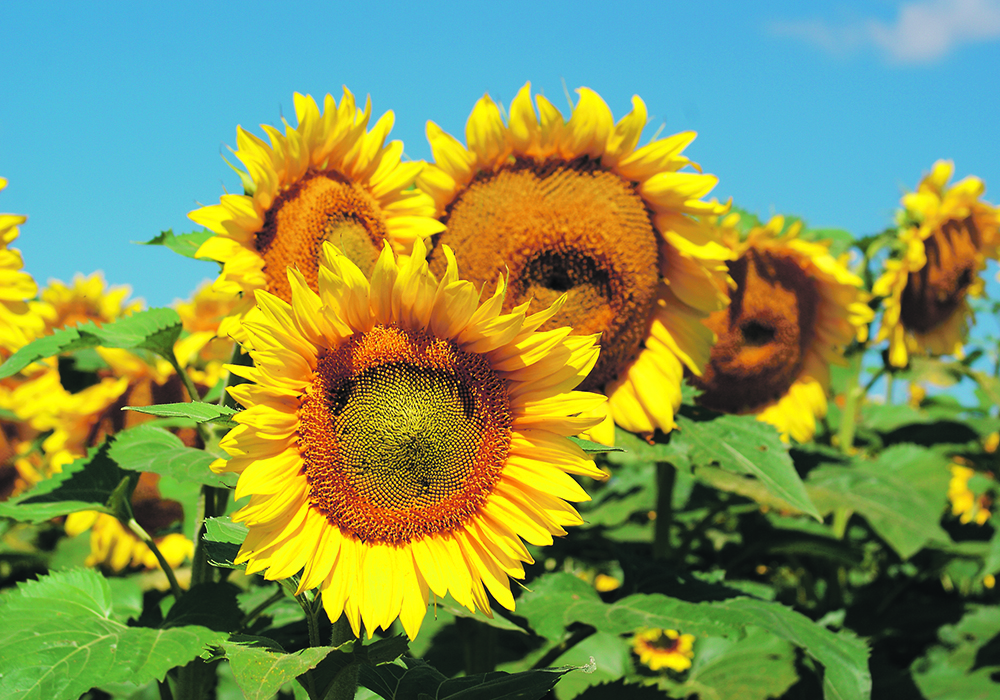 High Oleic Oils - Canola, Soybean, Sunflower - North America