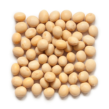 High Protein Soybeans