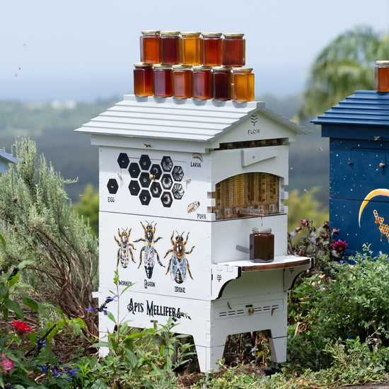 Honey Straight From The Beehive