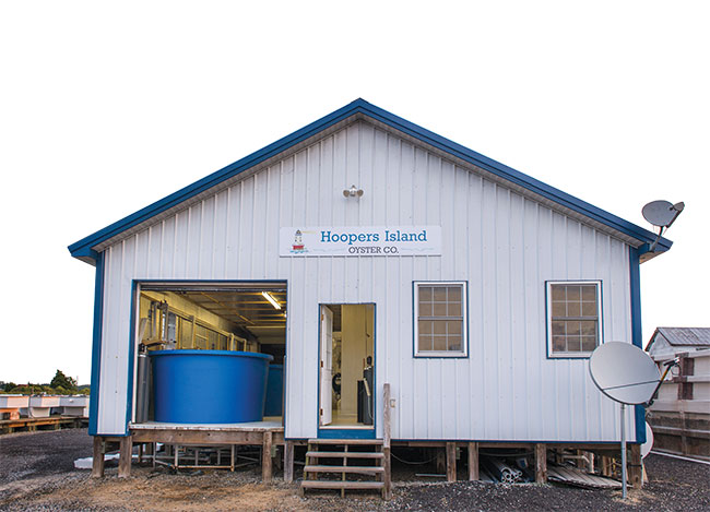 Hoopers Island Oysters