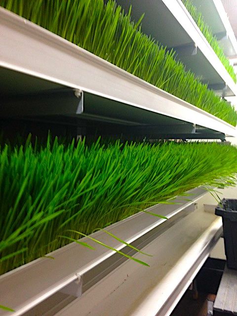 Horse Grass industry insight