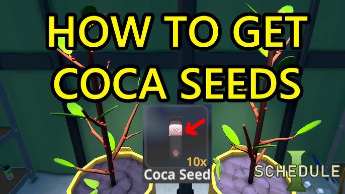 How To Get Coca Seeds In Schedule 1