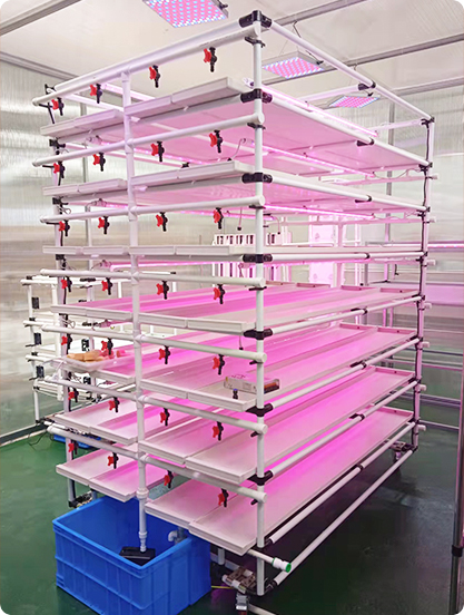 Hydro Microgreens industry insight
