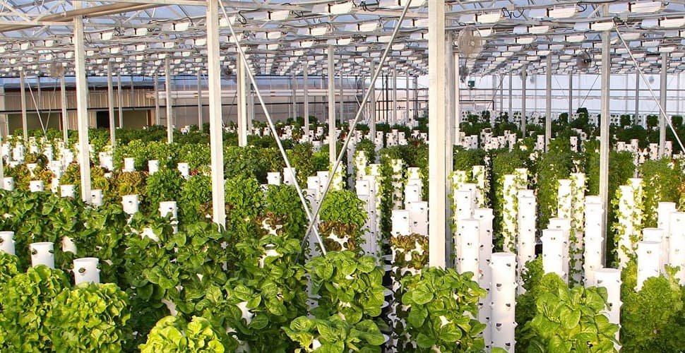 Hydroponic Equipment industry insight