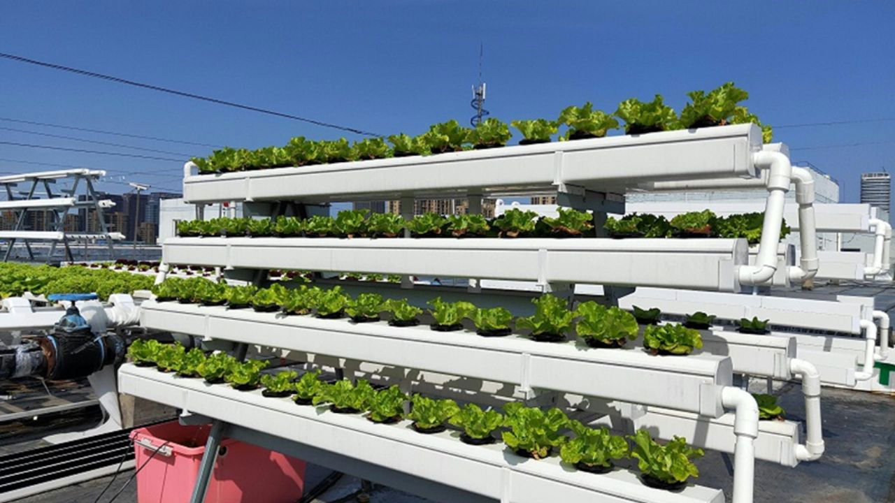 Hydroponic Growing Setup