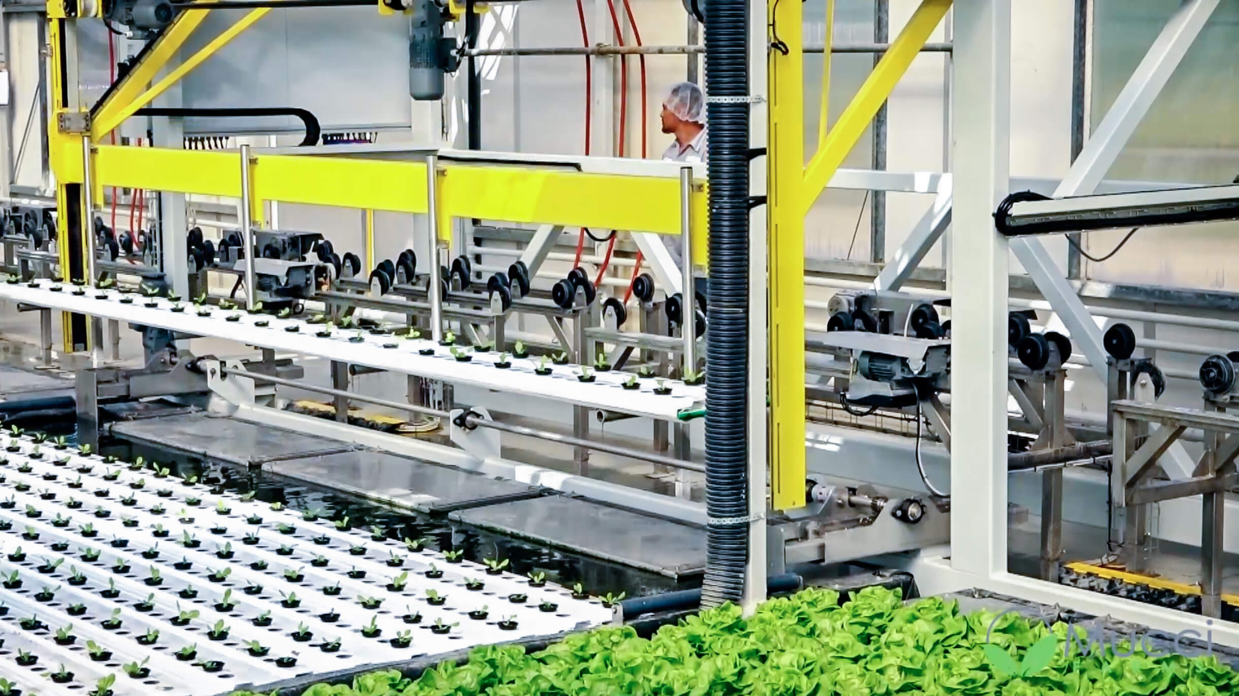 Hydroponics industry insight
