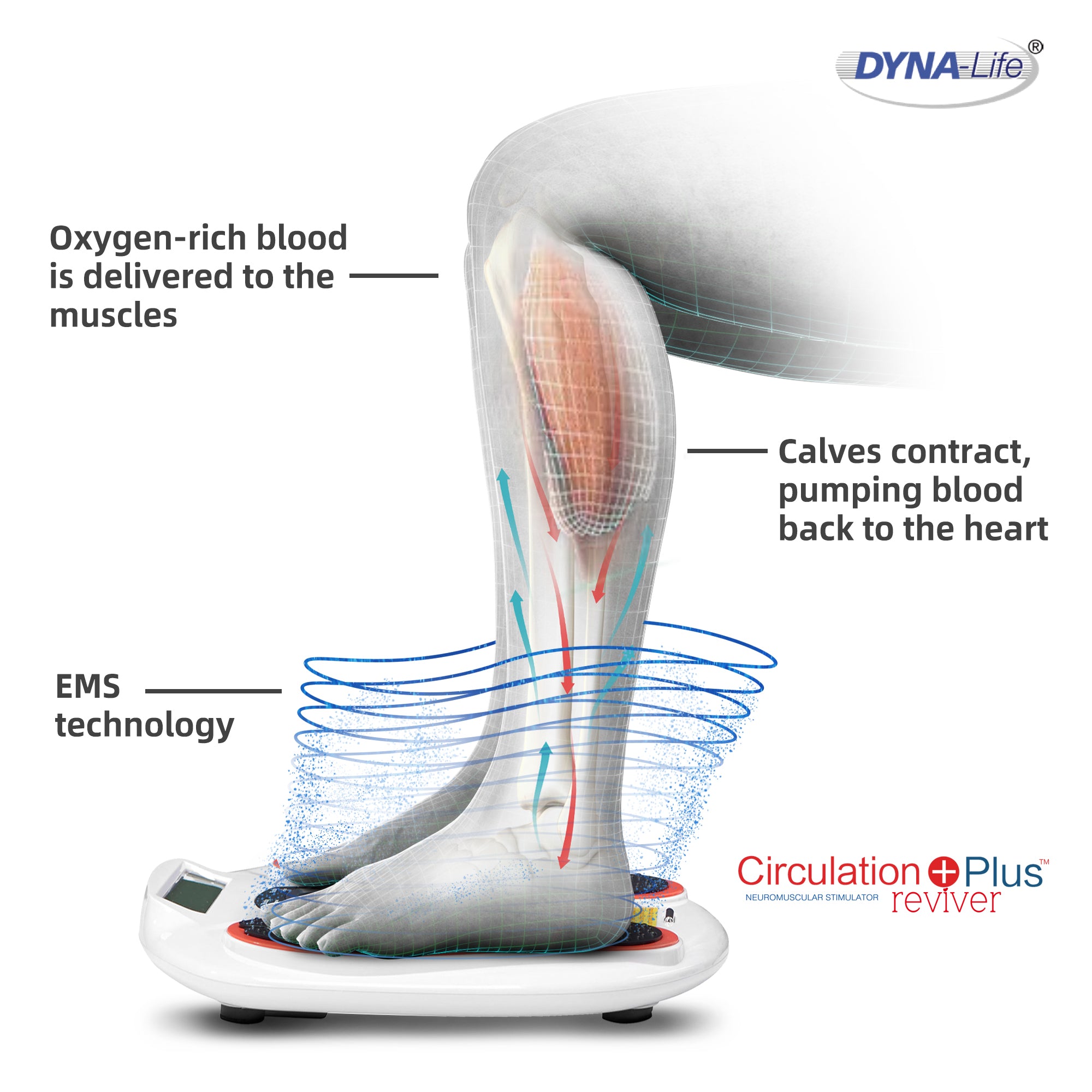 Improve Blood Circulation