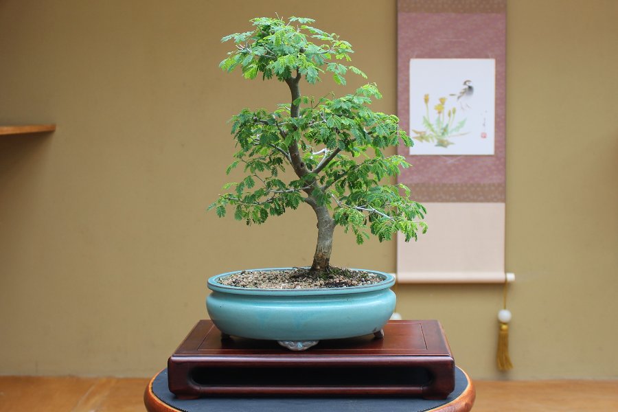 Indoor Bonsai Supplier