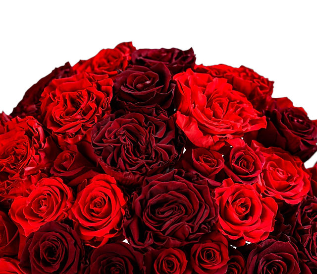 International Distributor of the Finest Ecuadorian Preserved Roses