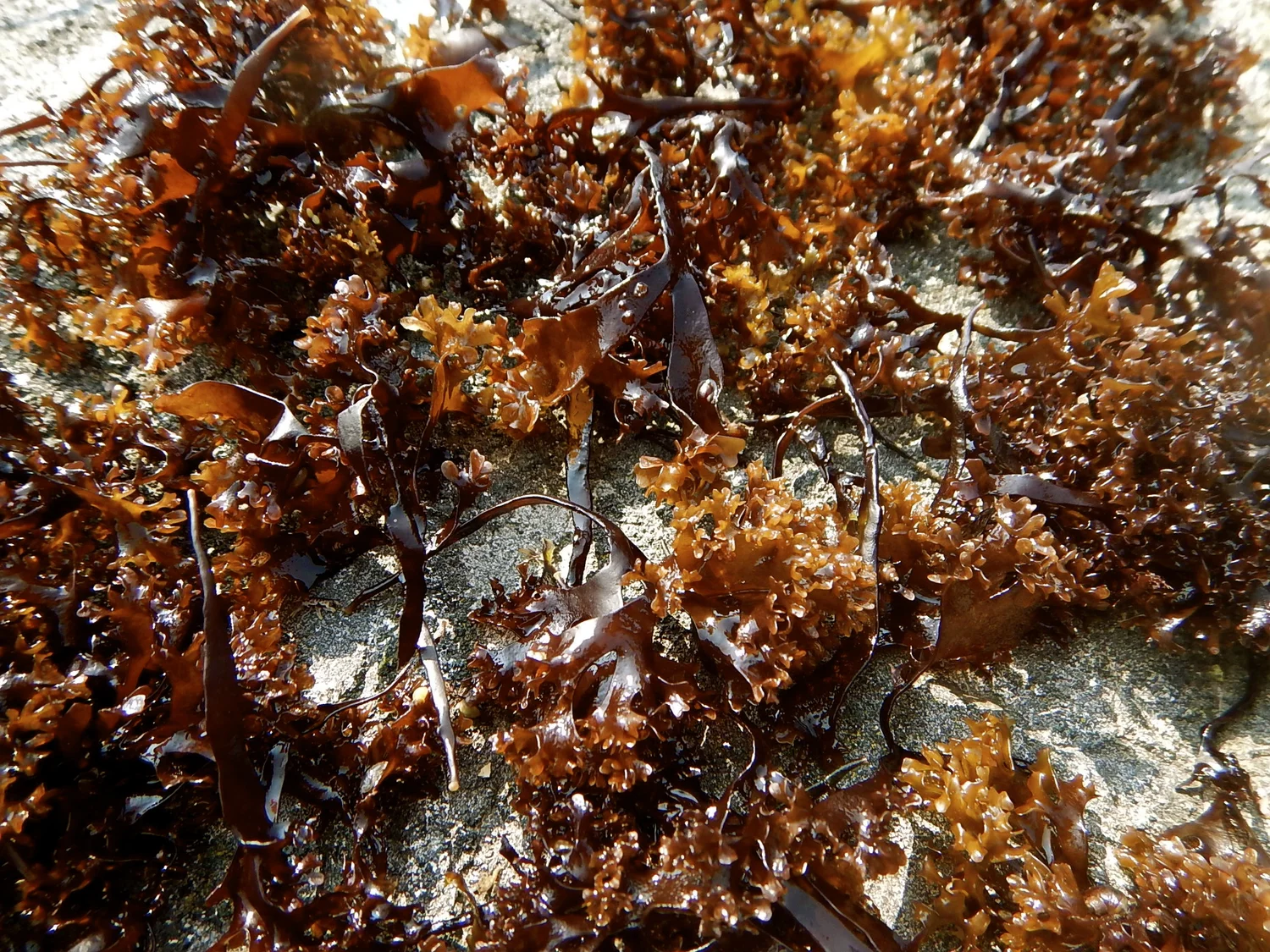 Irish Sea Moss (Chondrus crispus)