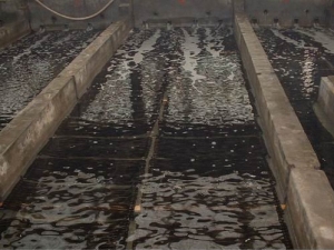 Japonica Laminaria industry insight