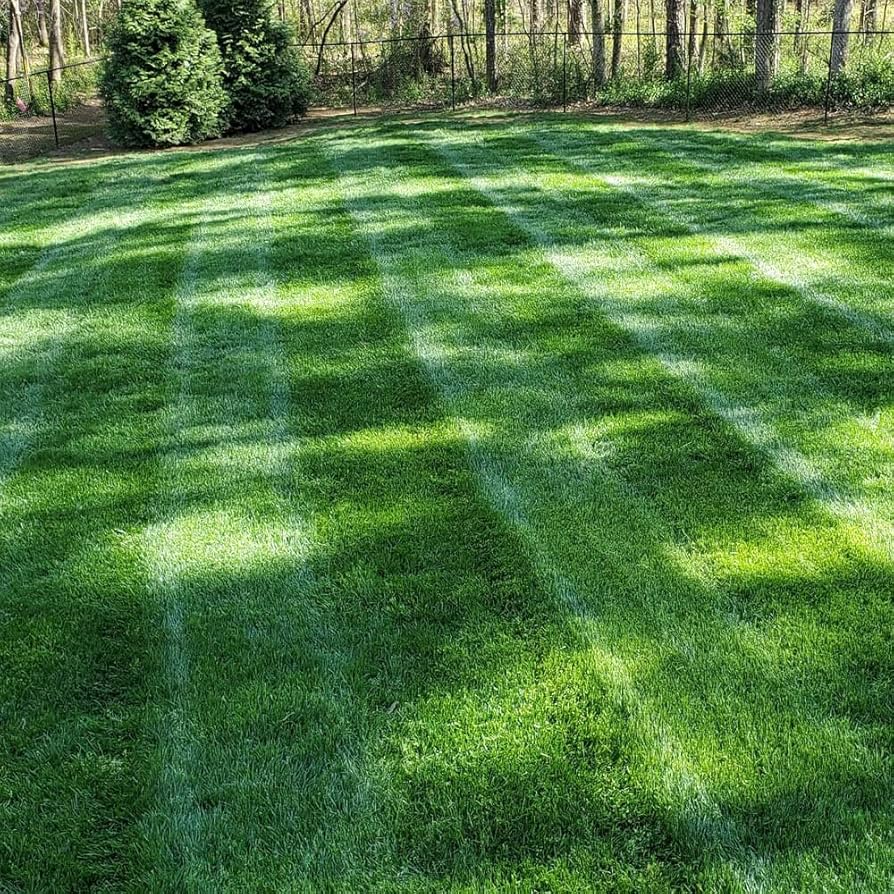Kentucky Bluegrass