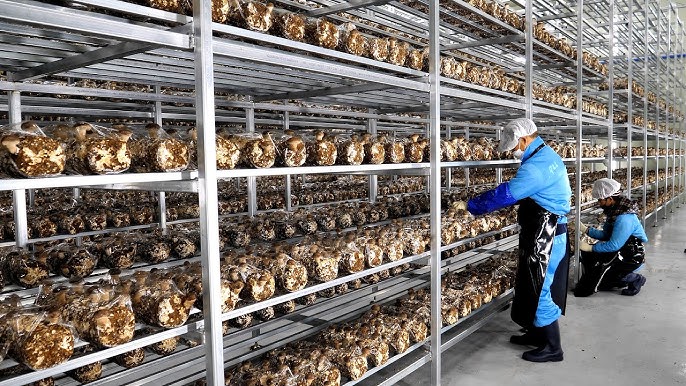 Korean Wholesale Distributors industry insight