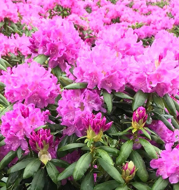 Lakedale Nurseries, Inc.