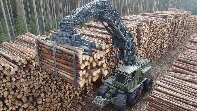 Largest Timber Companies industry insight