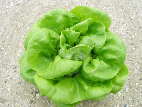 Lettuce