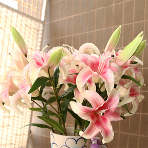 Lily Bulbs Wholesale industry insight