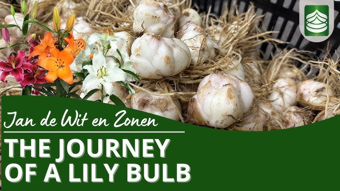 Lily Bulbs Wholesale industry insight