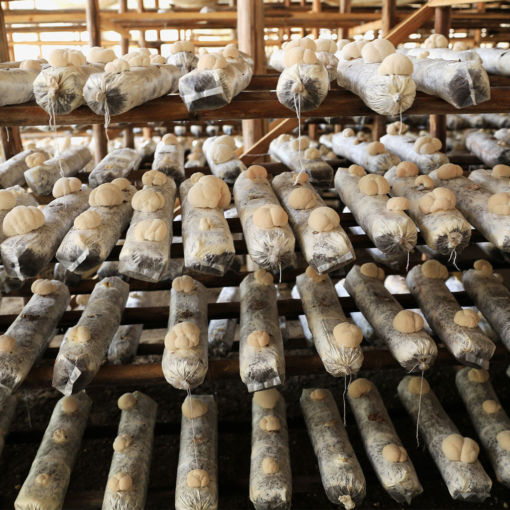 Lion'S Mane Mushroom Bulk industry insight