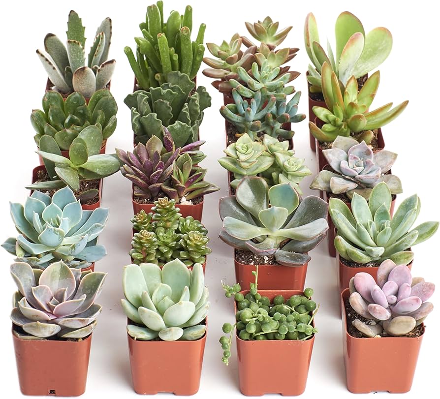 Live Succulents & Houseplants for Sale Online