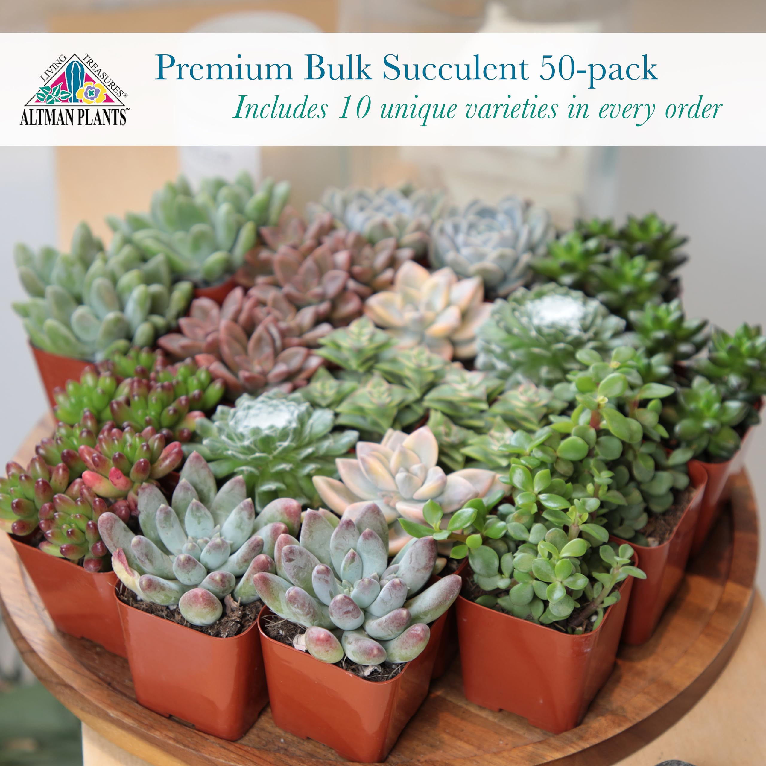 Live Succulents & Houseplants for Sale Online