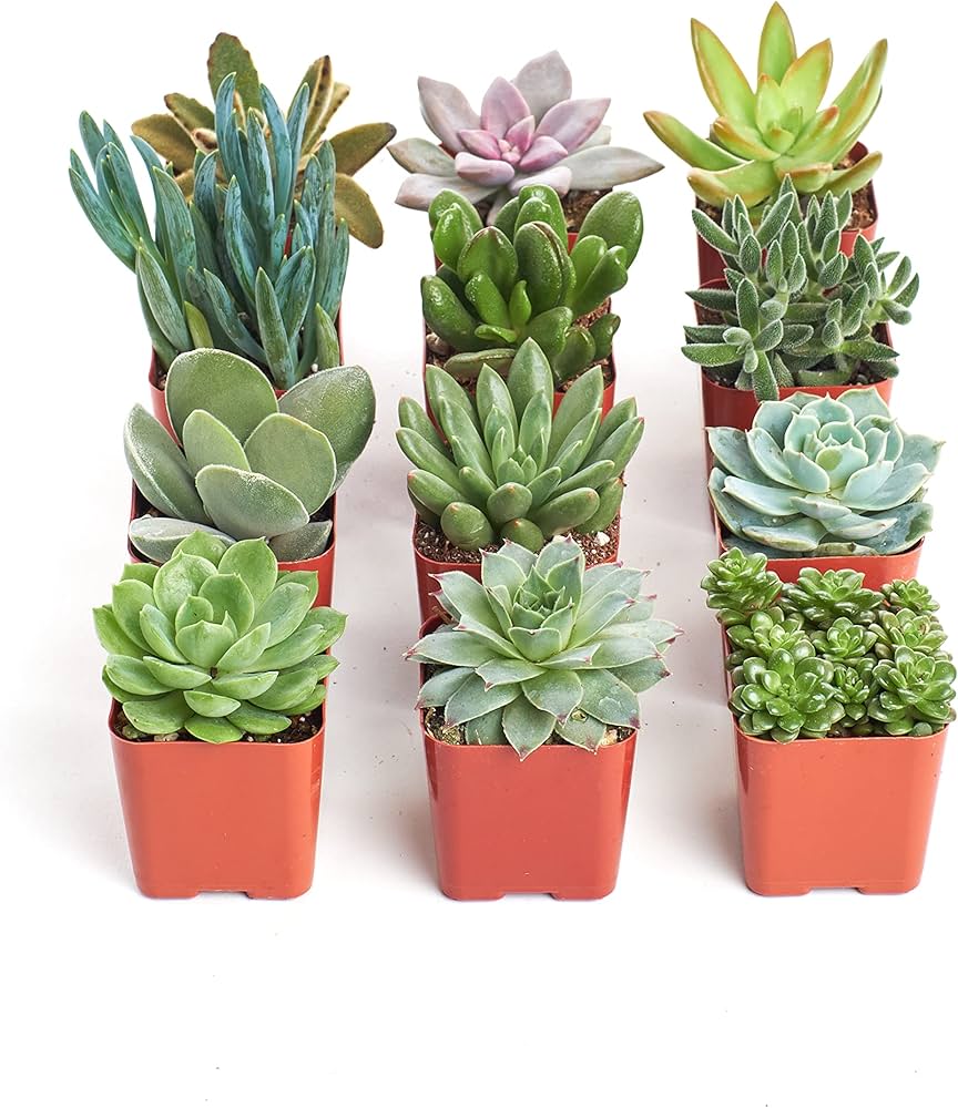 Live Succulents & Houseplants for Sale Online
