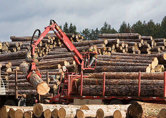Lumber Wholesale Distributors industry insight