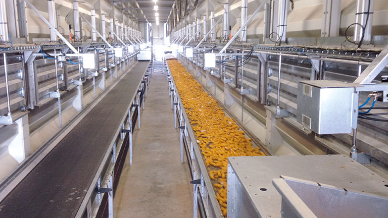 Maize Seed industry insight