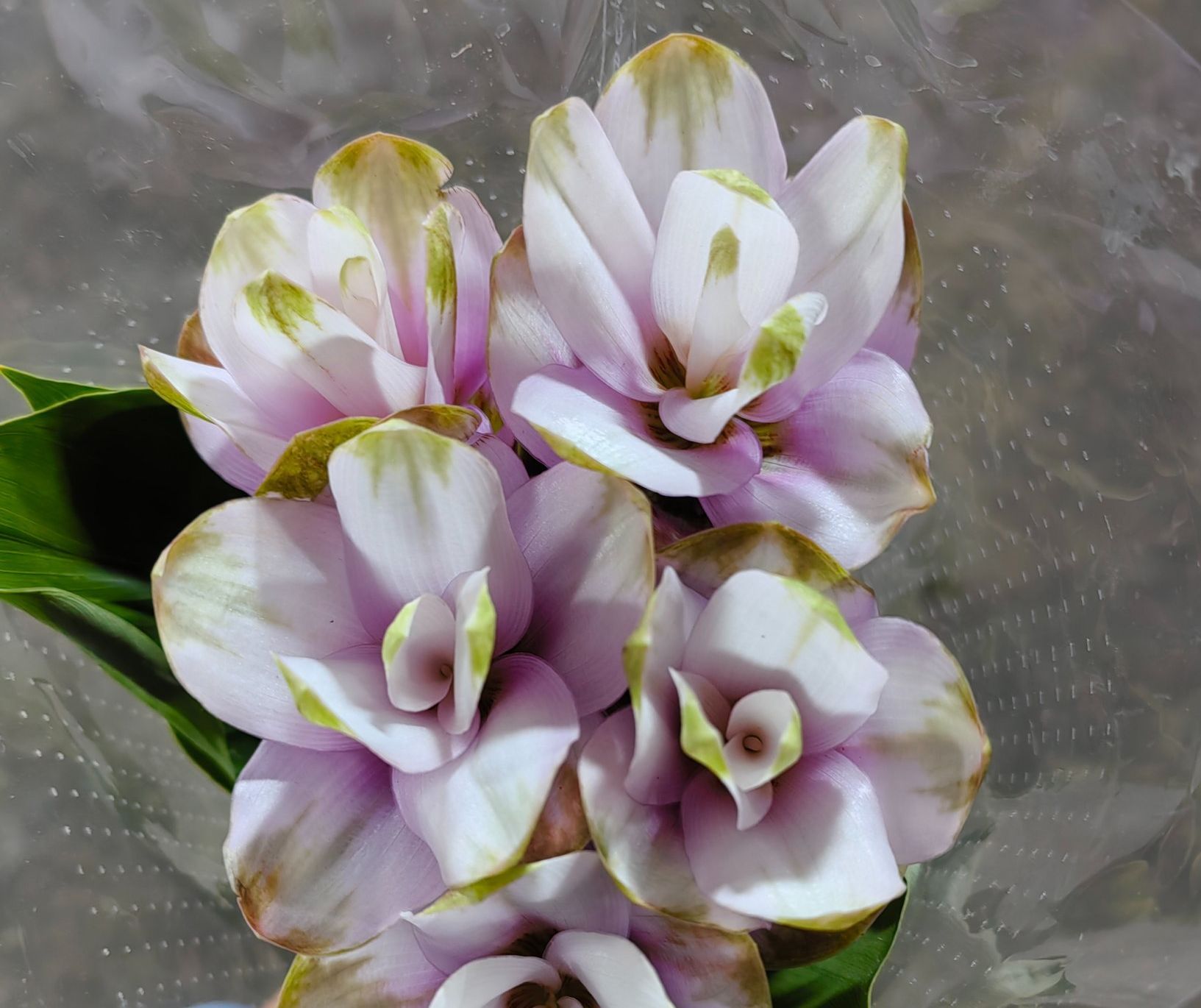 Manufacturer, importer, nursery and distributor for indoor and ...