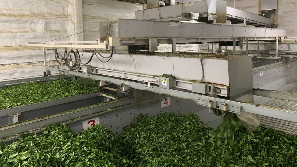 Matcha Wholesale industry insight