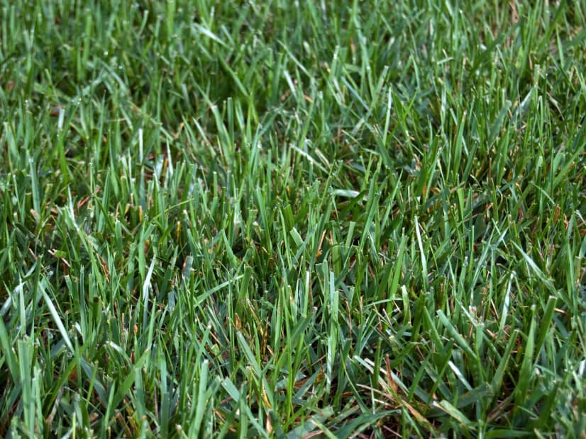 Maya Bermudagrass Seed Coated Bag 25 lb