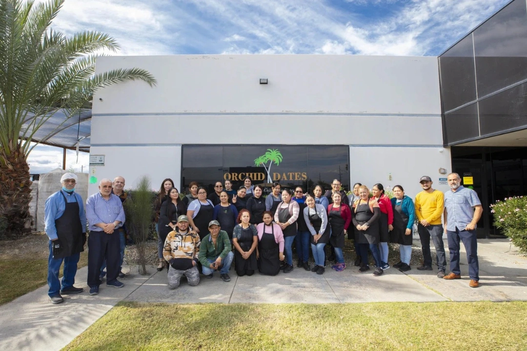 Medjool Dates Wholesale & Premium Supplier