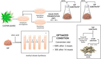 Methyl Oleate industry insight