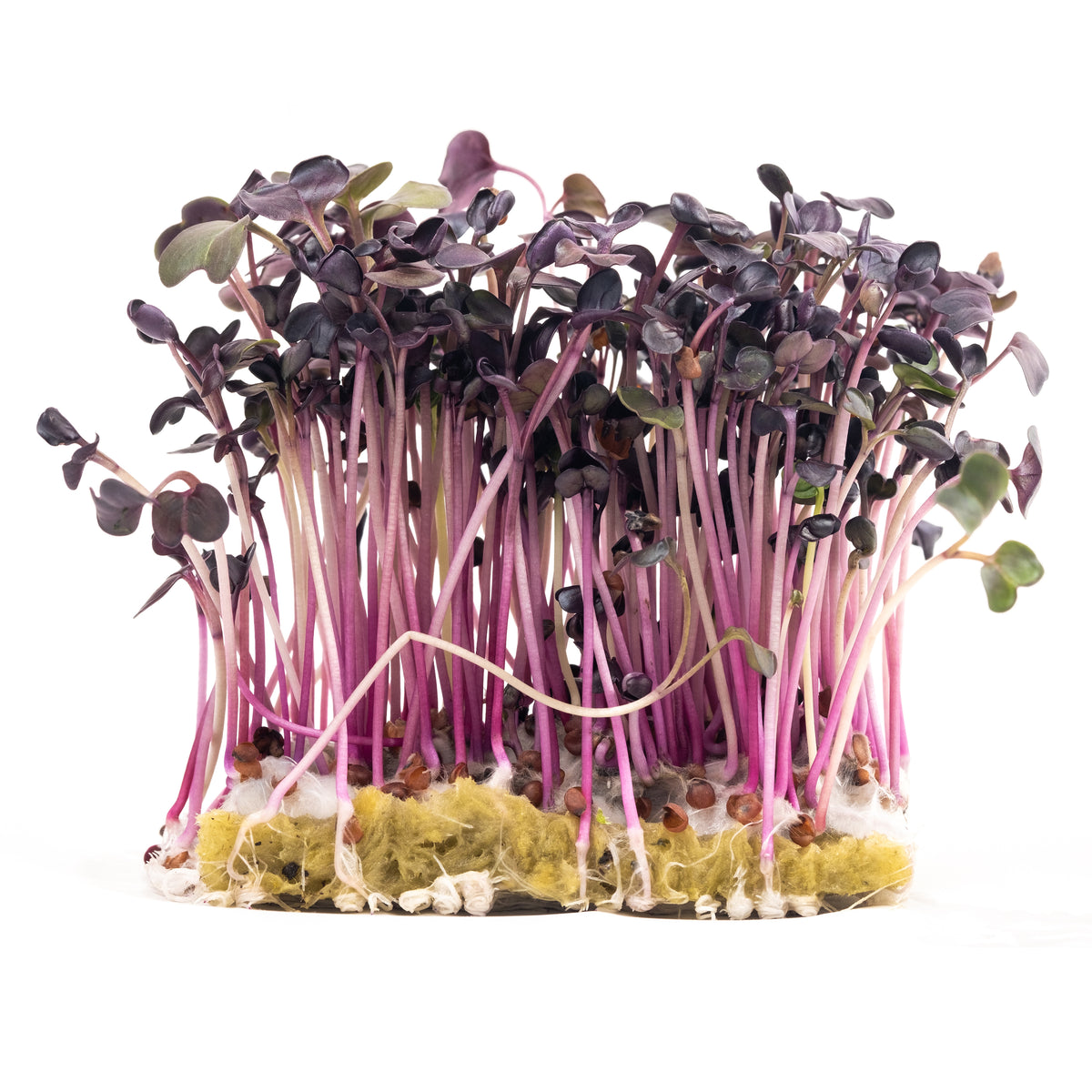 Microgreens Seeds