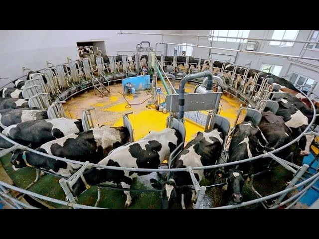 Milk Machine For Cows industry insight