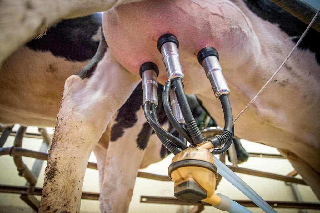 Milk Machine For Cows industry insight