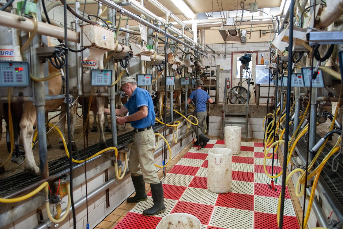 Milking Machine Men industry insight