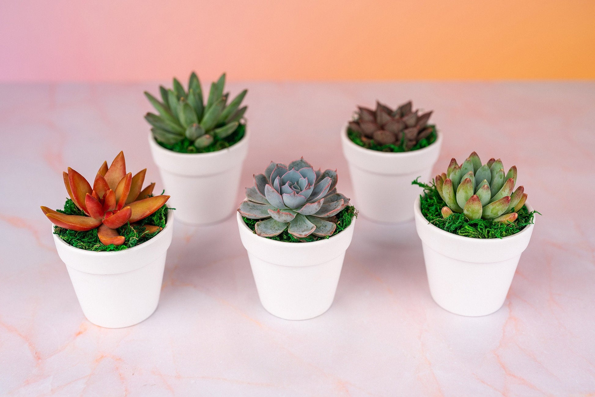 Mini Succulent Bulk industry insight