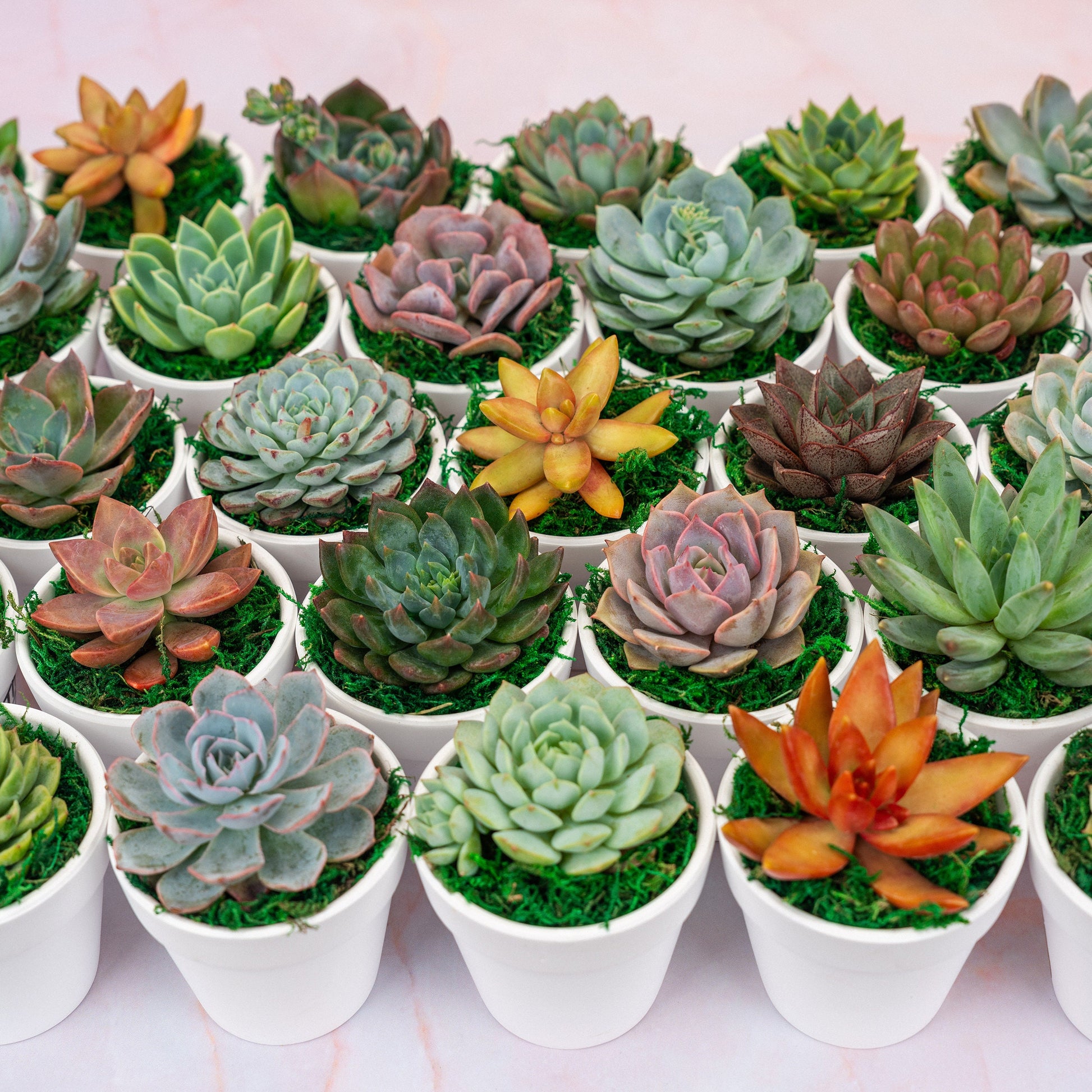 Mini Succulent Bulk industry insight