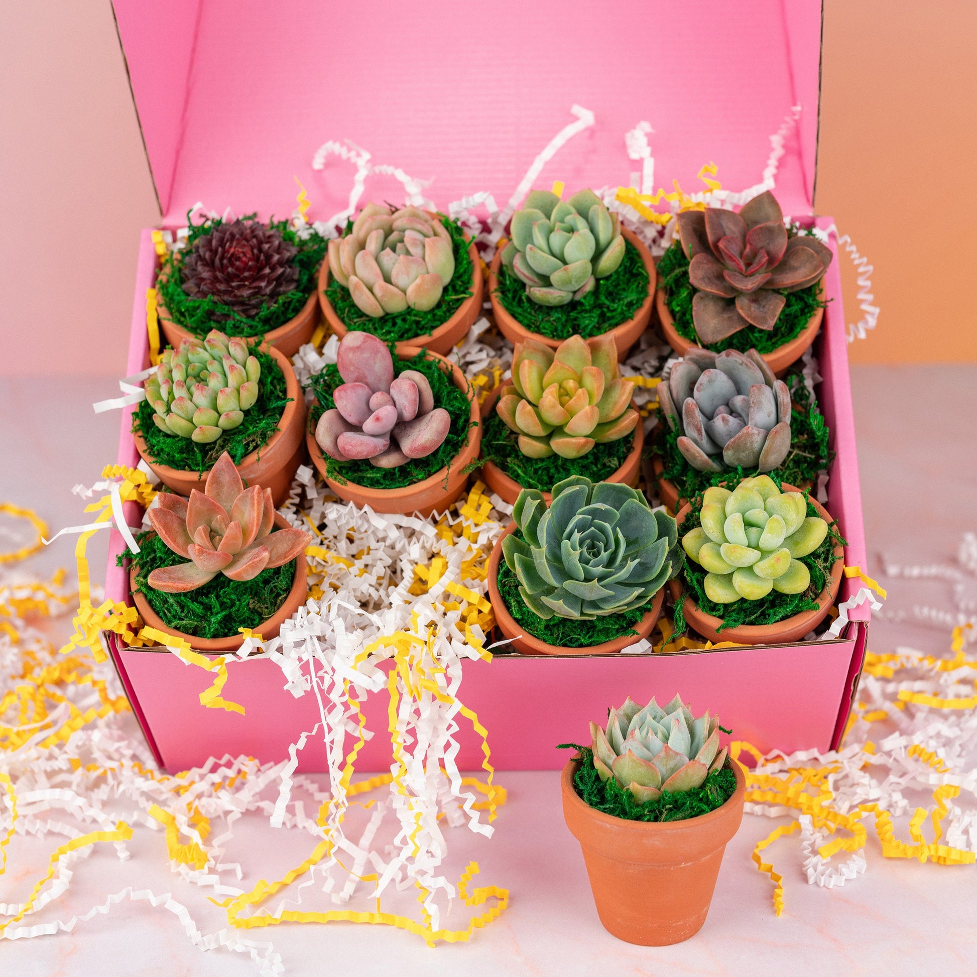 Miniature Succulents Bulk industry insight