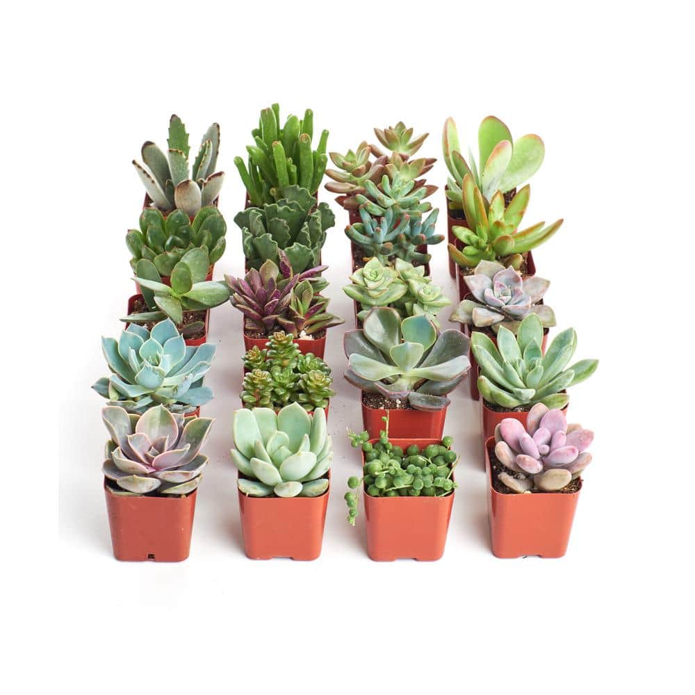 Miniature Succulents Bulk industry insight