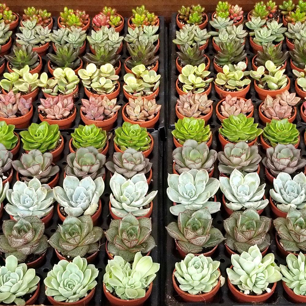Miniature Succulents Bulk industry insight